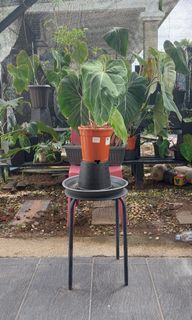 (Category: ) located in . Submitted by quelihathijau (Listing ID 1191341645, Image 1). Description: .