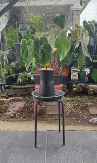 (Category: ) located in . Submitted by quelihathijau (Listing ID 1191341861, Image 1). Description: .