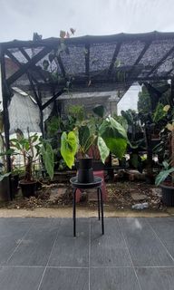 (Category: ) located in . Submitted by quelihathijau (Listing ID 1191341283, Image 1). Description: .