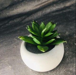 Artificial Potted Succulents and Plant