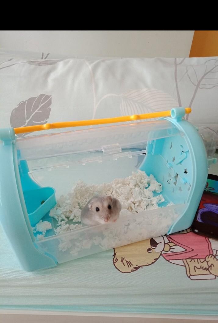 Diy hamster carrier hotsell