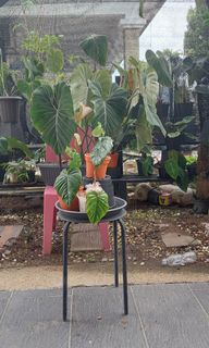 (Category: ) located in . Submitted by quelihathijau (Listing ID 1191342132, Image 1). Description: .