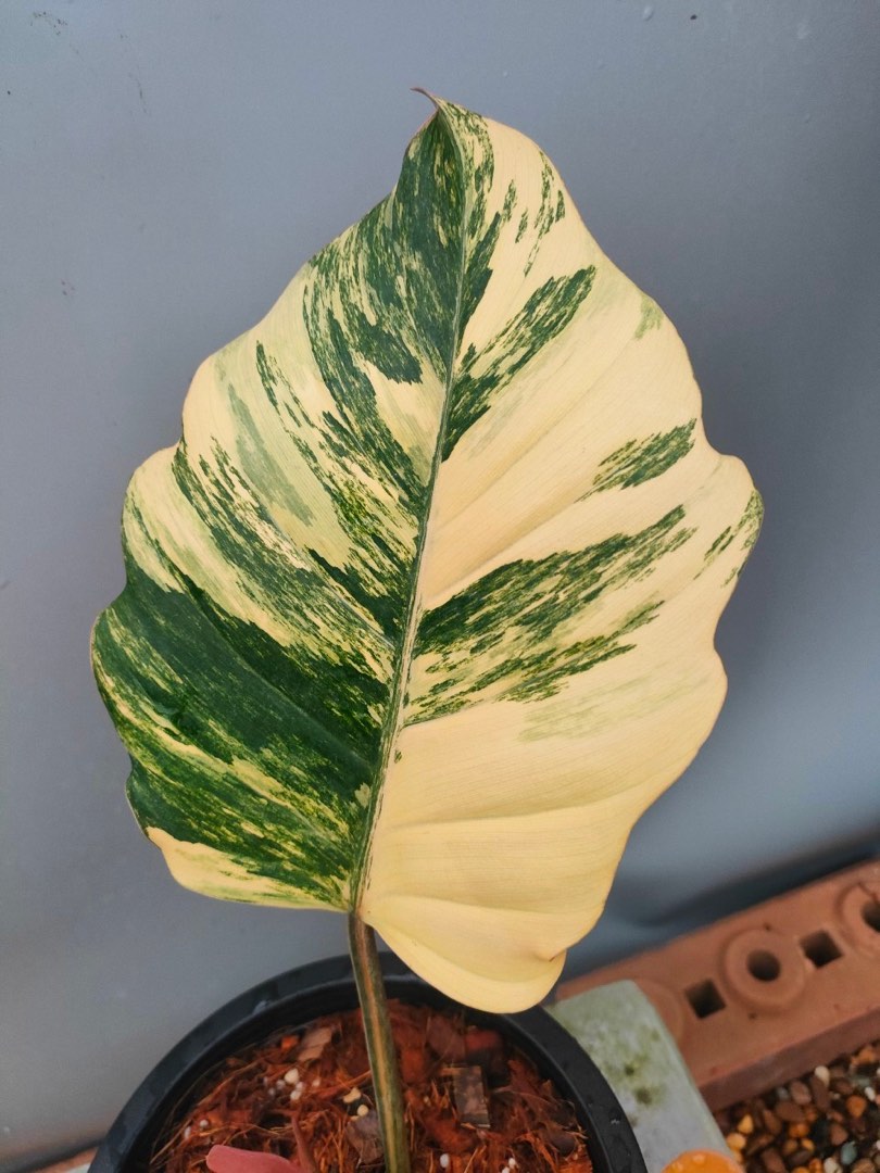 Philodendron Caramel Marble, Furniture & Home Living, Gardening, Plants ...