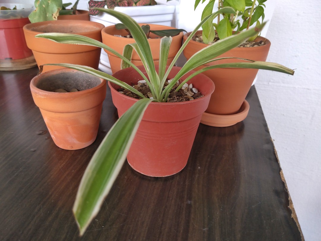 Spider plants in terracotta pots for trade, Furniture & Home Living