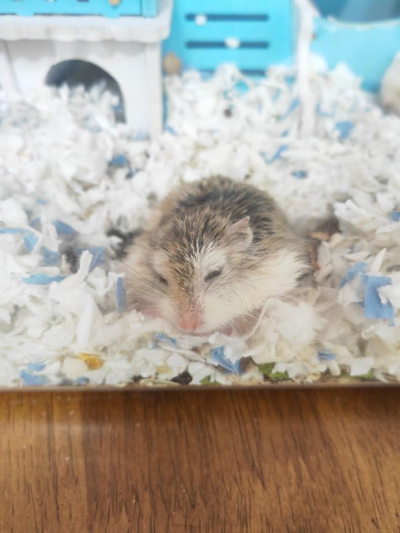4 roborovski hamsters and full set cage, Pet Supplies, Homes & Other