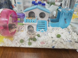 (Category: ) located in . Submitted by babysitter28 (Listing ID 1191529270, Image 1). Description: .