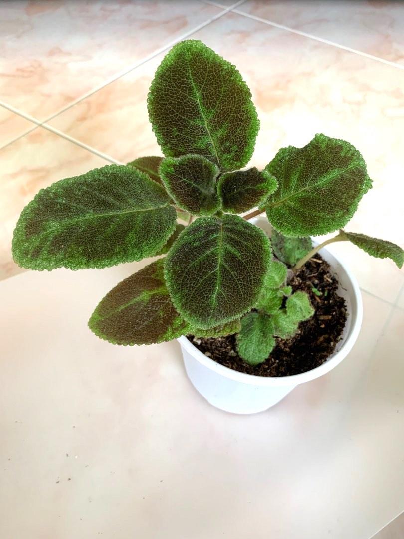 Episcia Emerald Velvet 12cm Pot Furniture Home Living Gardening