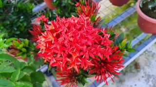 (Category: ) located in . Submitted by urban.cultivar (Listing ID 1191582740, Image 1). Description: .