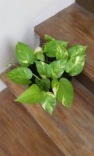 Golden and Marble Pothos