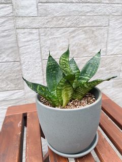 （分類：）位於 。 由 cc113_belice_backyard 提交（商品編號 1191584803，圖片 1）。簡介： 。