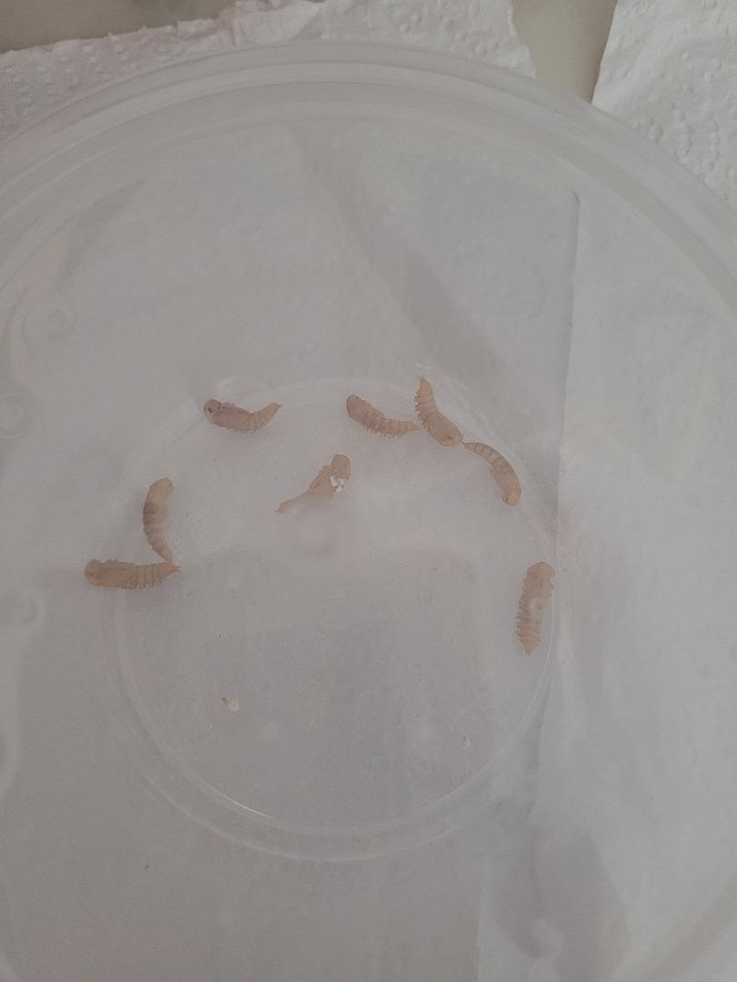 Live mealworm pupa and darkling beetles, Hobbies & Toys, Toys & Games