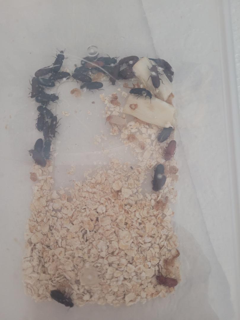 Live mealworm pupa and darkling beetles, Hobbies & Toys, Toys & Games