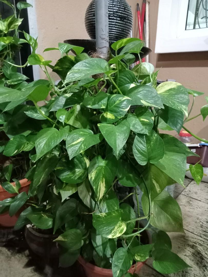 Money plant, Furniture & Home Living, Gardening, Plants & Seeds on