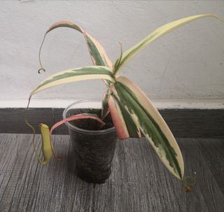 (Category: ) located in . Submitted by plantque (Listing ID 1191515988, Image 1). Description: .