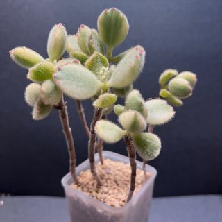 (Category: ) located in . Submitted by Succulent_Paradise (Listing ID 1191615398, Image 1). Description: .