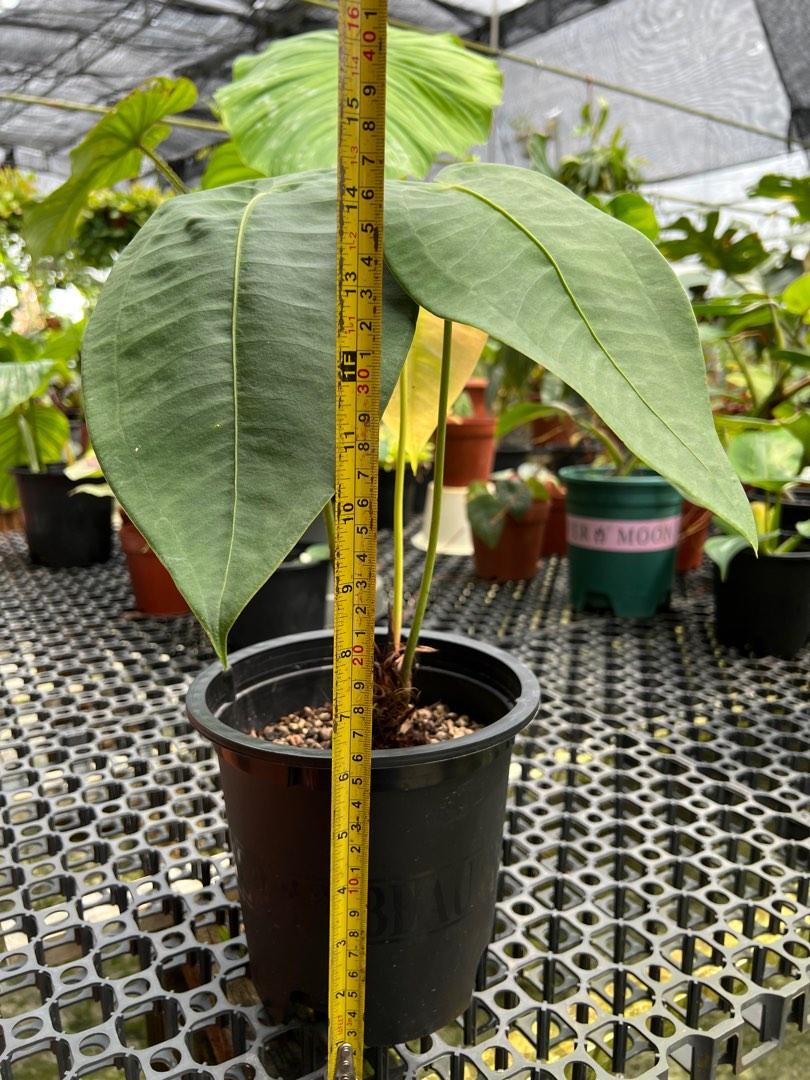 Anthurium Peltigerum Ecuador, Furniture & Home Living, Gardening