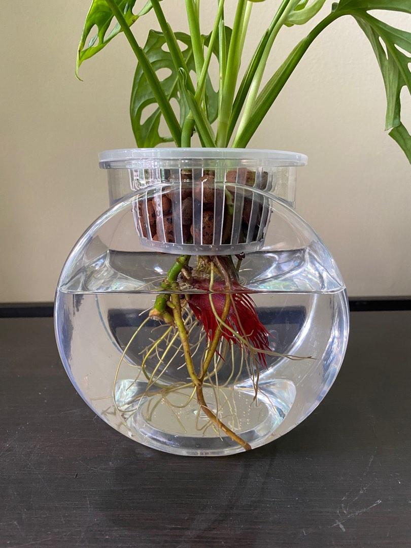 Hydroponic Swiss Cheese Plant with Fish, Furniture & Home Living