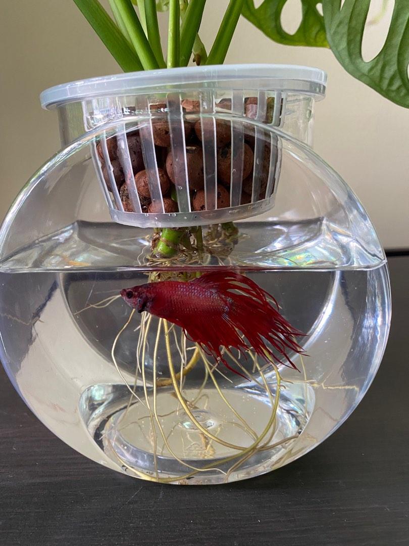 Hydroponic Swiss Cheese Plant with Fish, Furniture & Home Living