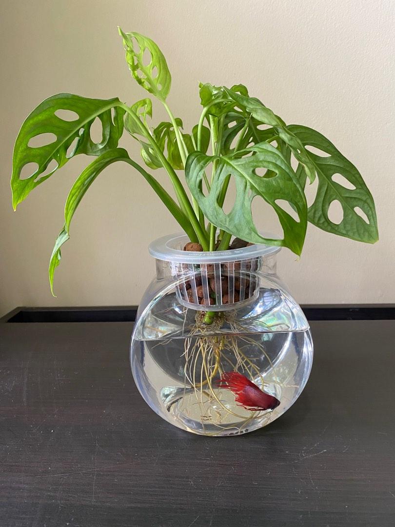 Hydroponic Swiss Cheese Plant, Furniture & Home Living, Gardening