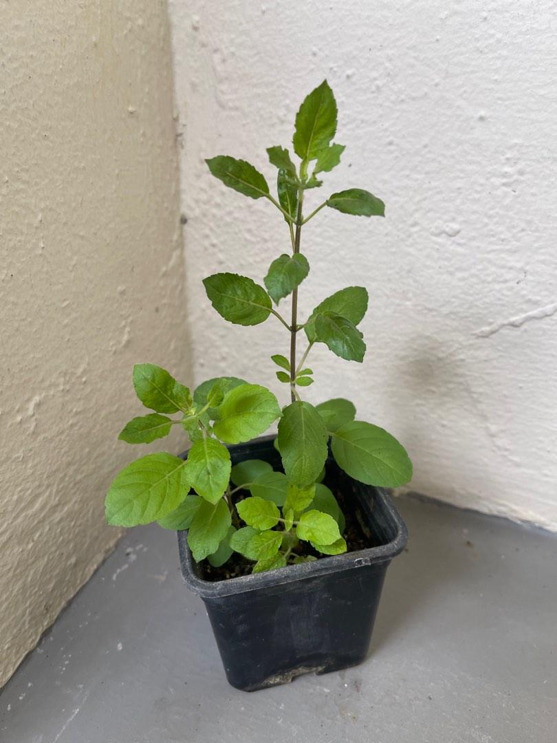 Indian holy basil / tulsi plants, Furniture & Home Living, Gardening, Plants & Seeds on Carousell