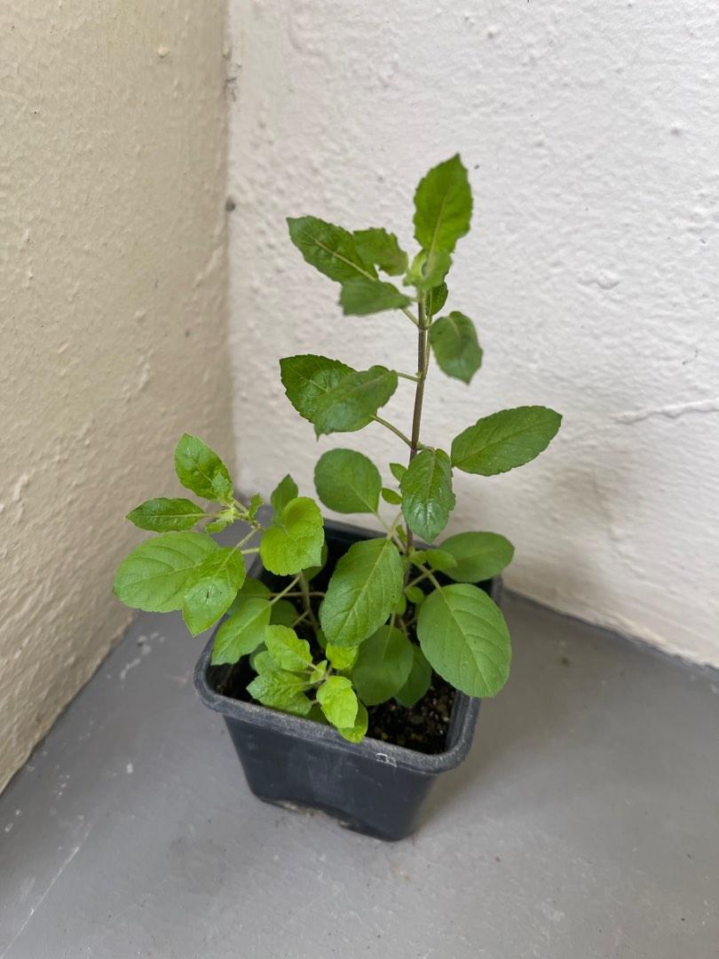 Indian holy basil / tulsi plants, Furniture & Home Living, Gardening, Plants & Seeds on Carousell