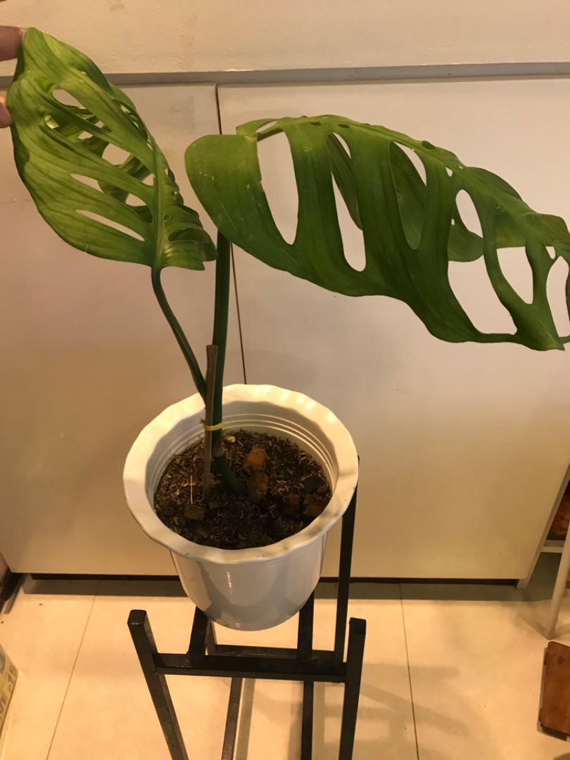 Monstera Esqueleto supersale, Furniture & Home Living, Gardening