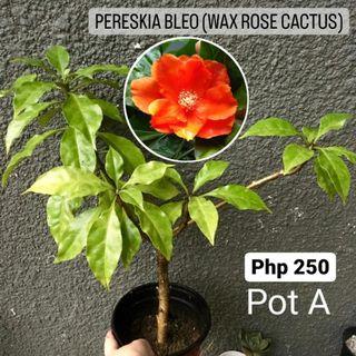Pereskia bleo 'Wax Rose Cactus' (Uncommon!)