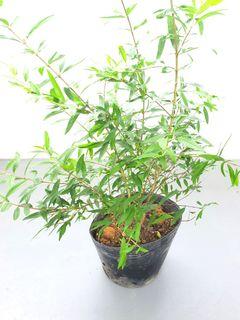 Pomegranate plant
