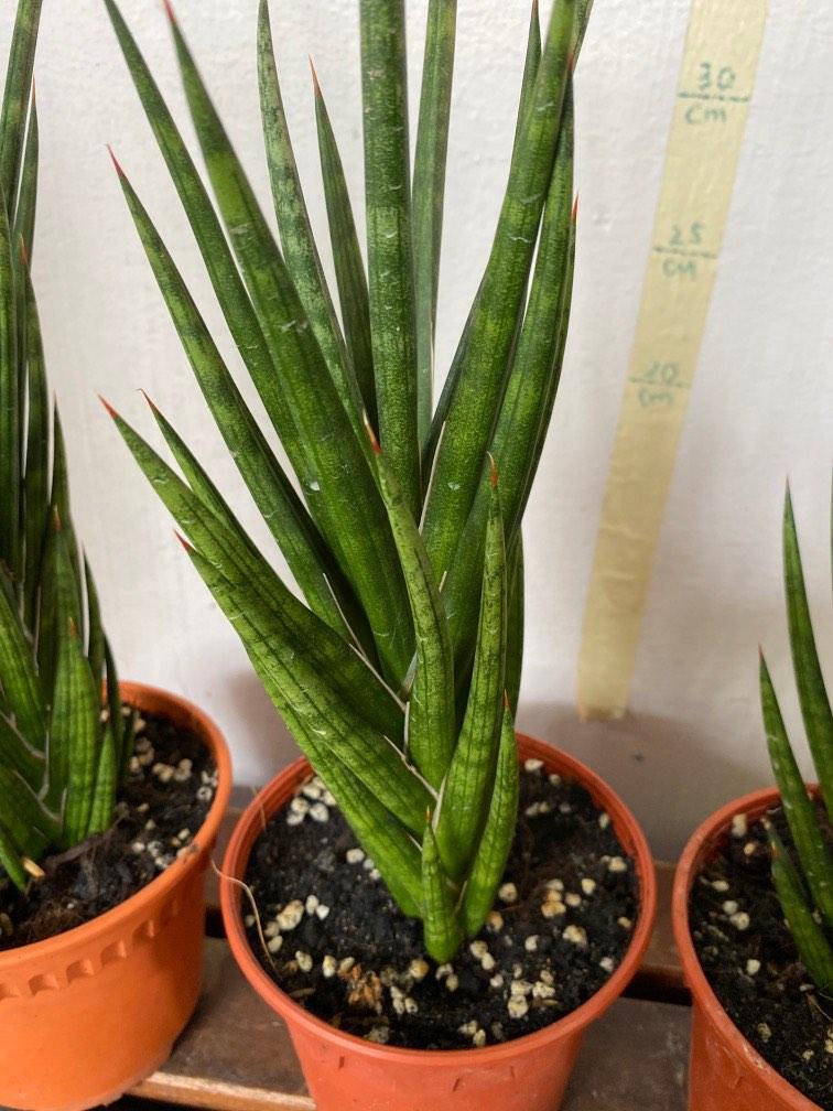 Sansevieria Francisii/Snake Plant $9 each, Furniture & Home Living ...
