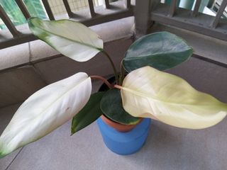 （分類：）位於 。 由 cornerplant852 提交（商品編號 1191670507，圖片 1）。簡介： 。