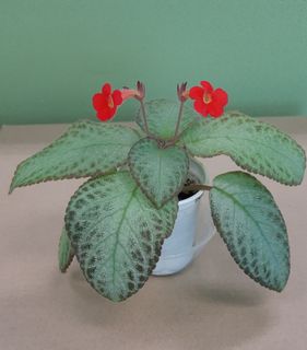 （分類：）位於 。 由 bearbear626 提交（商品編號 1191787925，圖片 1）。簡介： 。