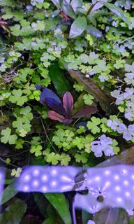 (Category: ) located in . Submitted by 321aquascape (Listing ID 1191713548, Image 1). Description: .