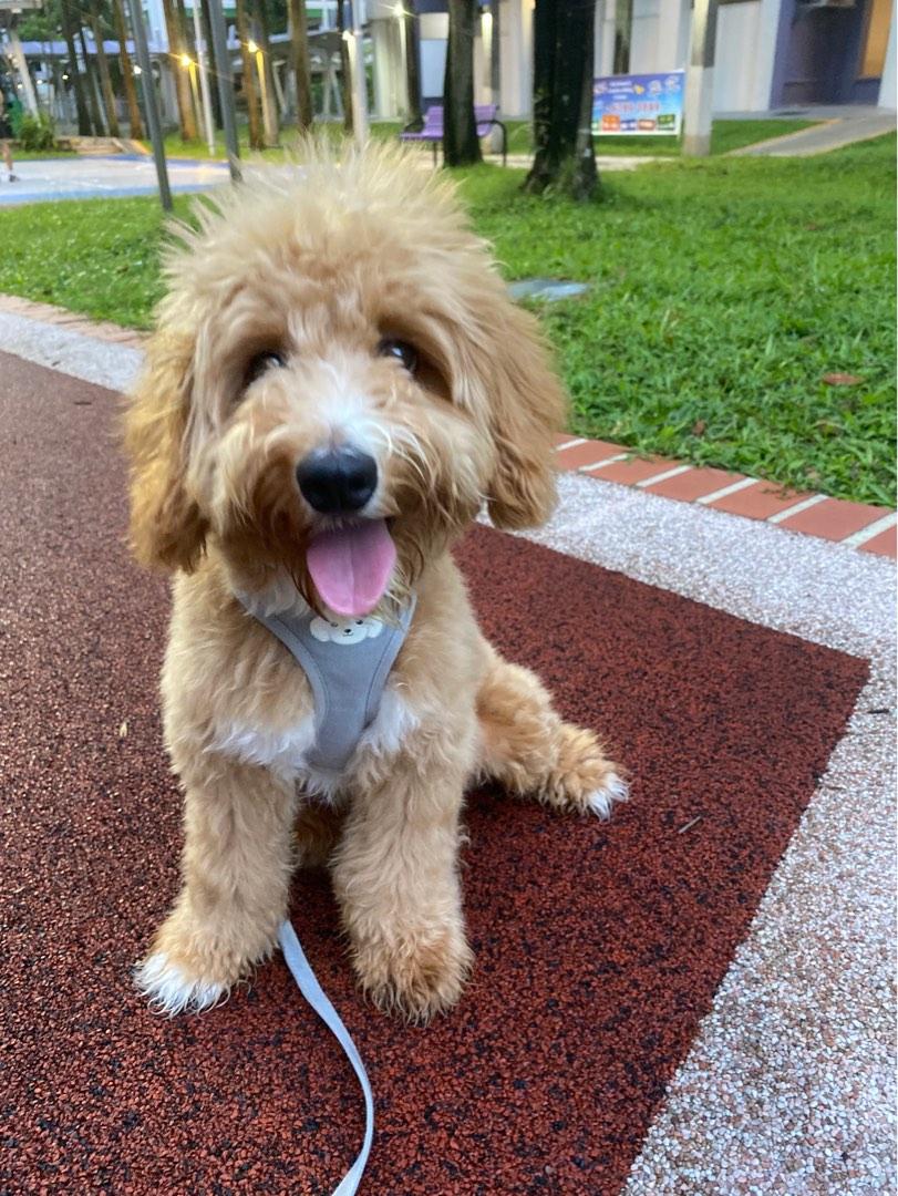 Dog Boarding jurong area, Lifestyle Services, Pet Care Services on Carousell