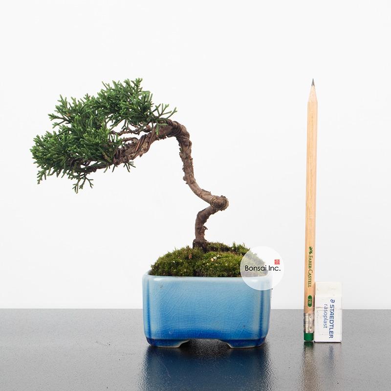 Japanese Shimpaku Fukinagashi Bonsai, Furniture & Home Living, Gardening,  Plants & Seeds on Carousell