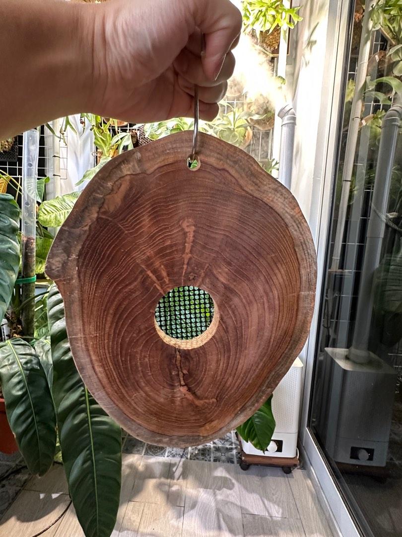 Platycerium Teak Wood Mounting Board, Furniture & Home Living