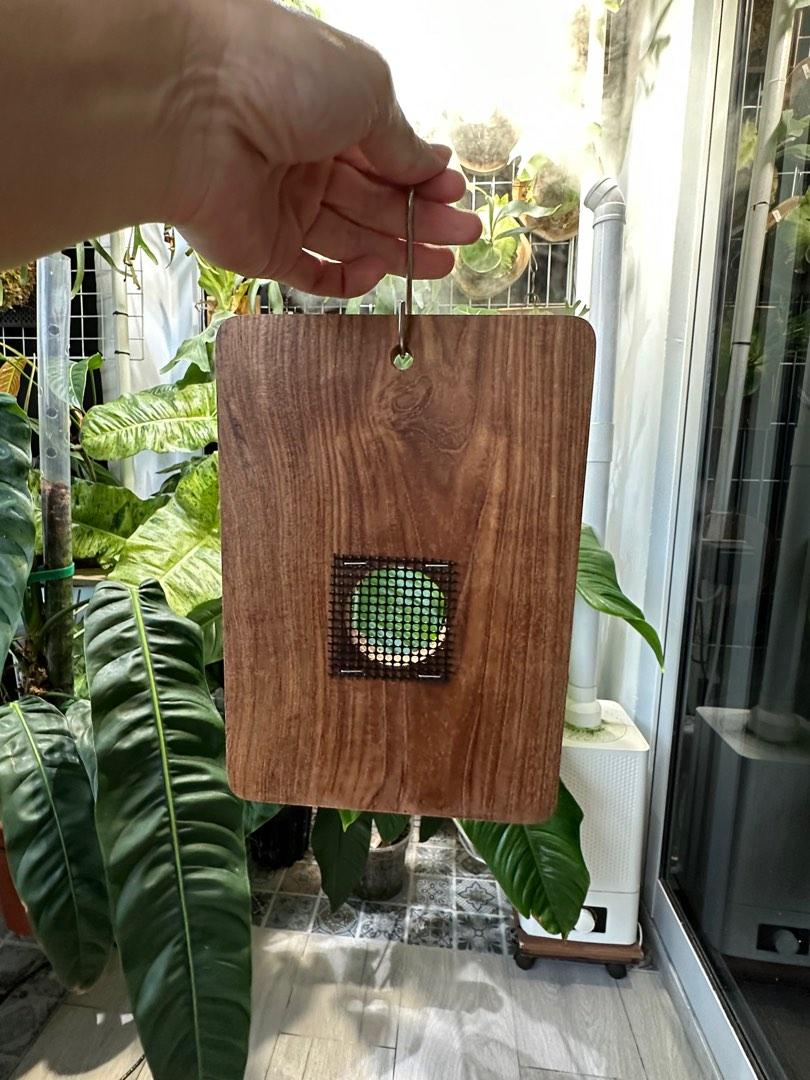 Platycerium Teak Wood Mounting Board, Furniture & Home Living