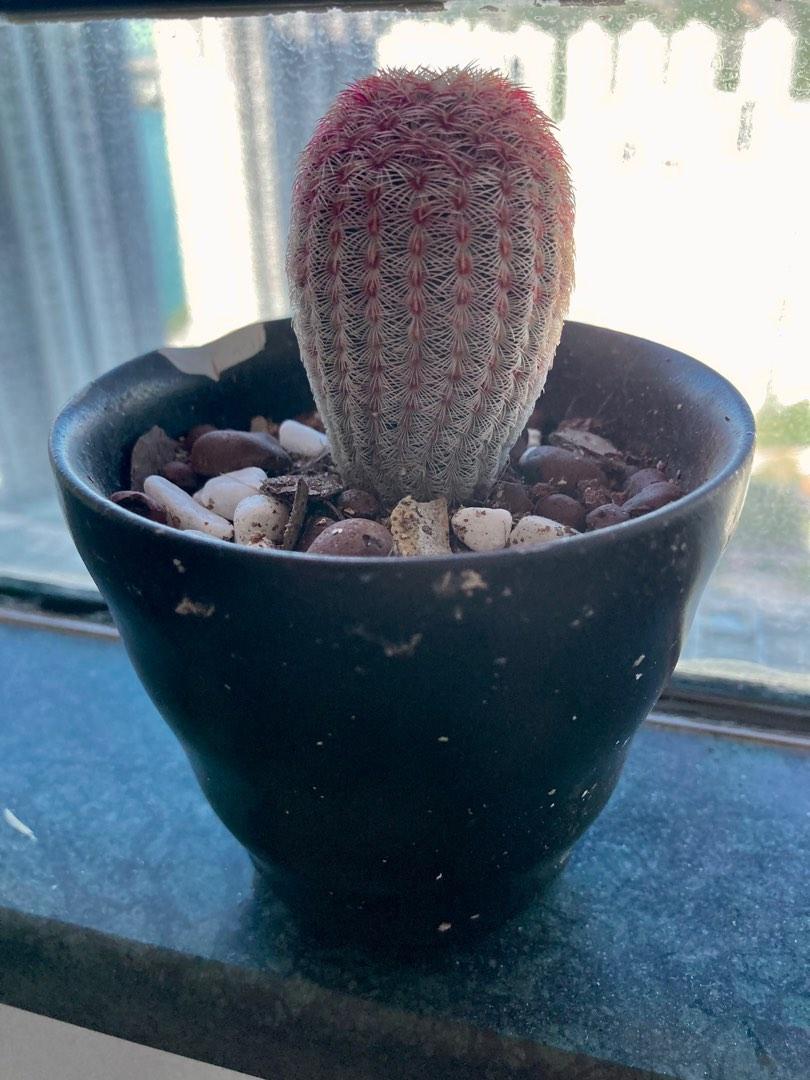 紅太陽紫太陽仙人球 傢俬 家居 園藝 植物及種子 Carousell