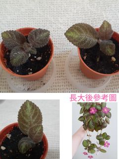 （分類：）位於 。 由 greenkingdom 提交（商品編號 1191973785，圖片 1）。簡介： 。