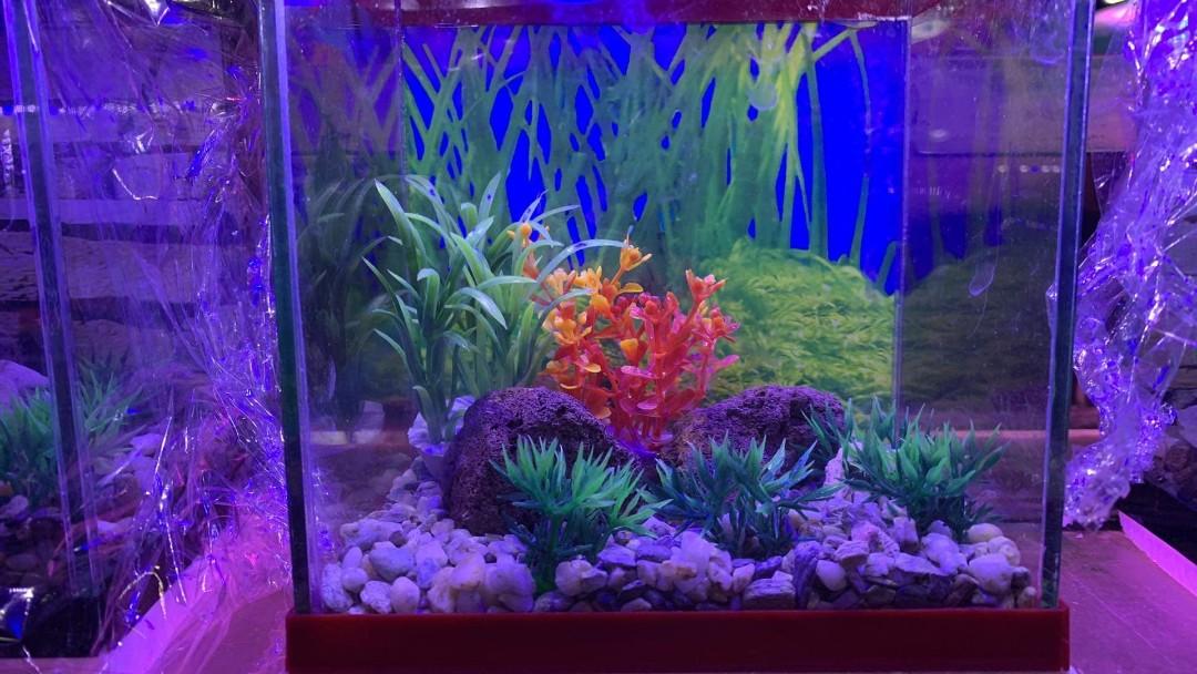 Aquarium for sale in cheap cartimar