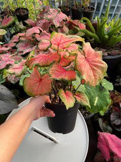 Caladium plant( lush& healthy)
