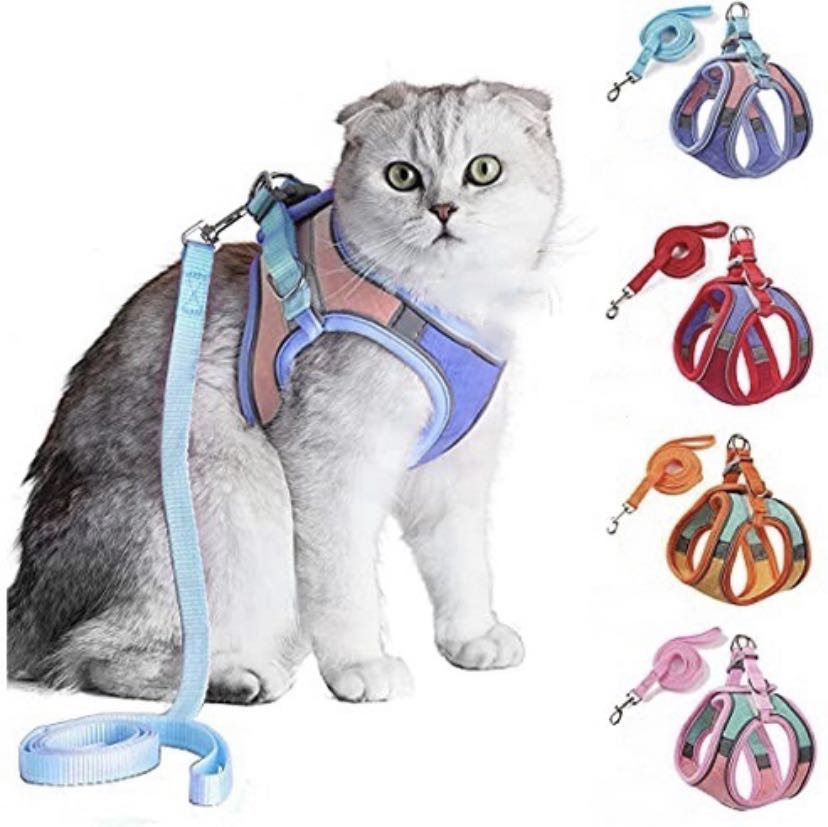 cat harness and extendable lead