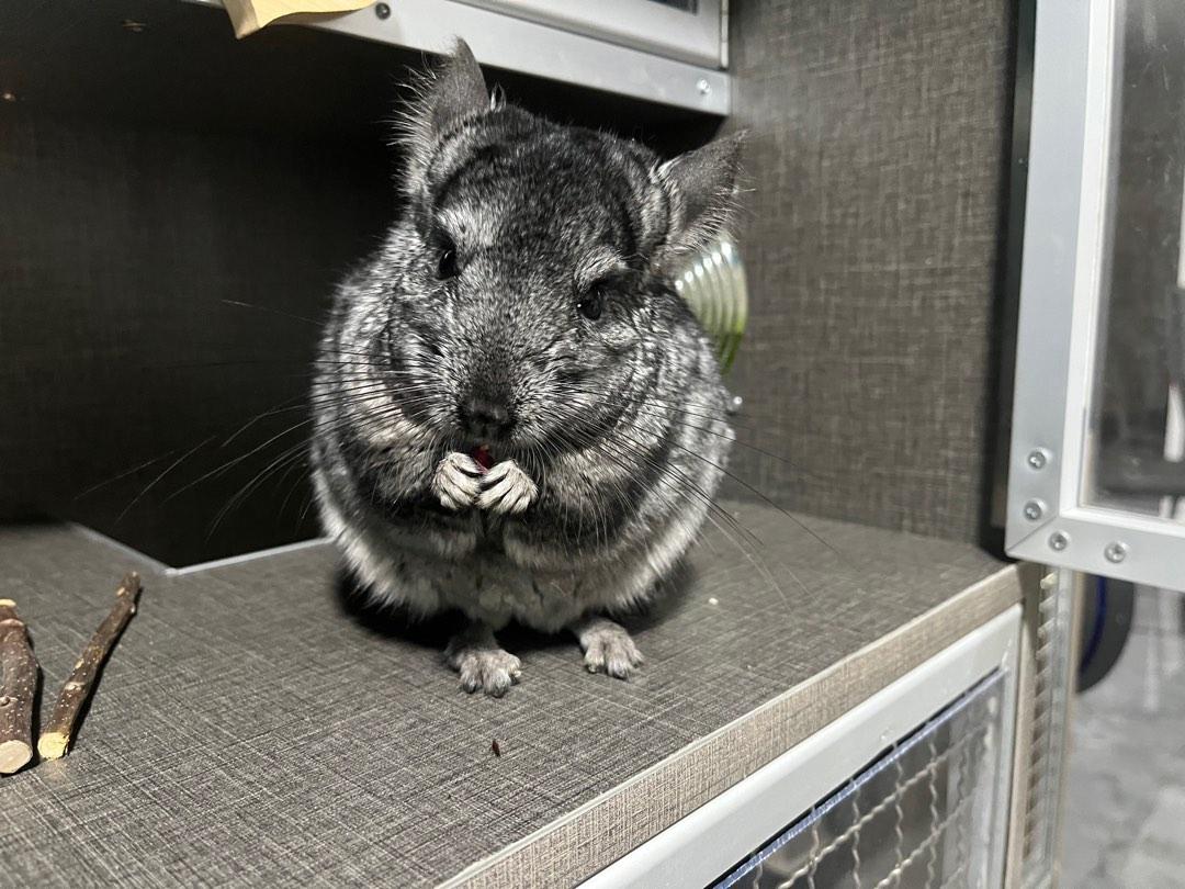 Do Chinchillas Shed
