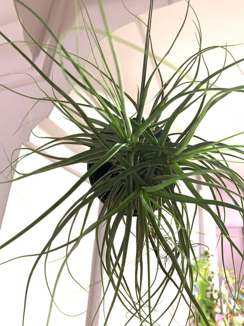Mounted Air Plants Tillandsia Schiedeana Furniture Home Living