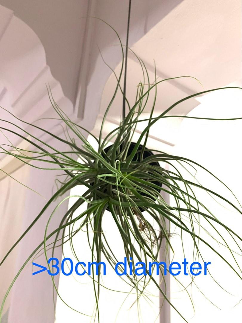 Mounted Air Plants Tillandsia Schiedeana Furniture Home Living