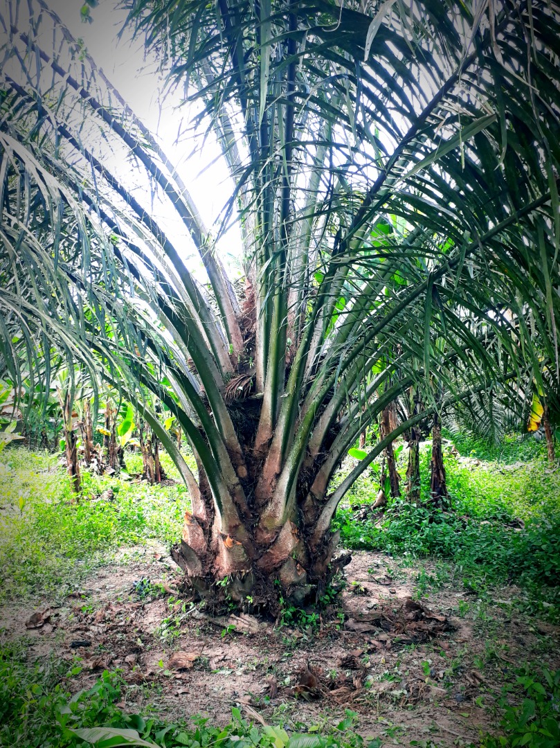 Pokok Kelapa Sawit for Landscape (4yrs old), Furniture & Home Living