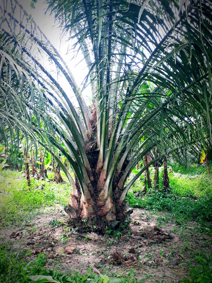 Pokok Kelapa Sawit for Landscape (4yrs old), Furniture & Home Living