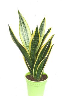 (Category: ) located in . Submitted by pot_a_plant (Listing ID 1191869403, Image 1). Description: .