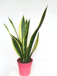 (Category: ) located in . Submitted by pot_a_plant (Listing ID 1191869638, Image 1). Description: .