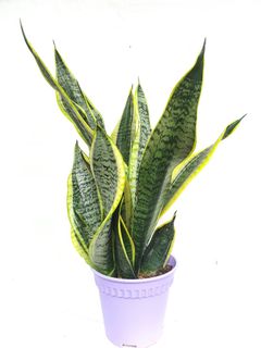 (Category: ) located in . Submitted by pot_a_plant (Listing ID 1191869826, Image 1). Description: .