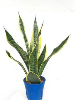 (Category: ) located in . Submitted by pot_a_plant (Listing ID 1191870003, Image 1). Description: .